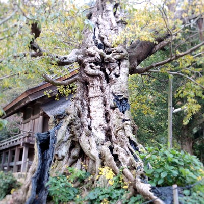 400x400 inochinushi