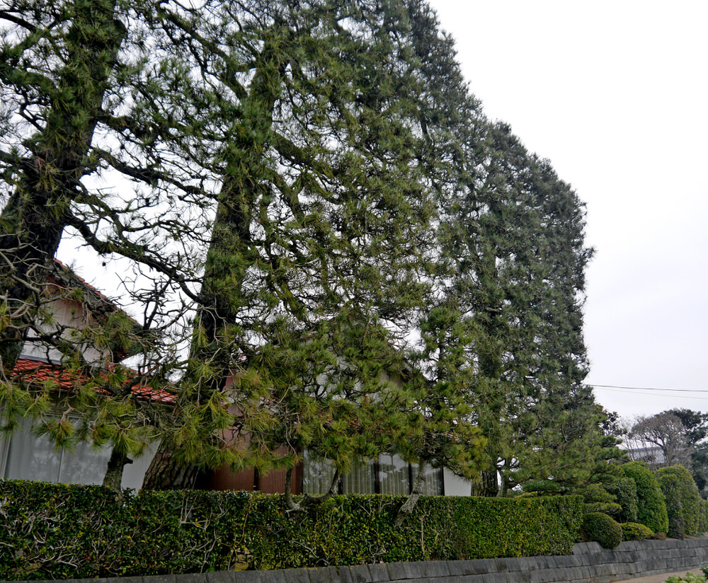 ijimatsu5.jpg