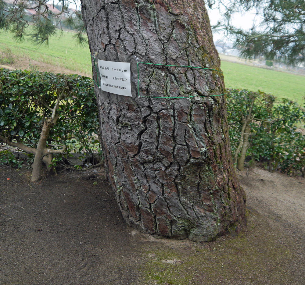 ijimatsu9.jpg